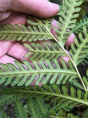 Pteris wallichiana