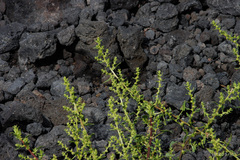Patellifolia procumbens