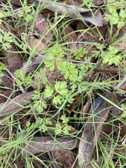 Chaerophyllum