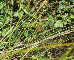 Lycaena edna
