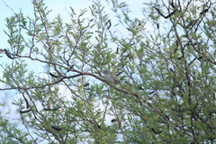Polioptila