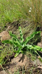 Crinum bulbispermum
