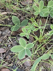 Lupinus texensis