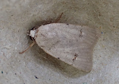 Caradrina kadenii