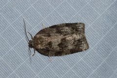 Choristoneura conflictana