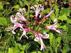 Nerine angustifolia