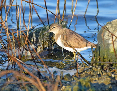 Andarríos chico (Actitis hypoleucos)