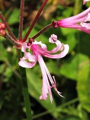 Nerine angustifolia