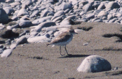 Charadrius bicinctus