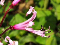 Nerine angustifolia