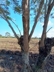 Leucaena diversifolia