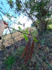 Leucaena diversifolia