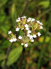 Valeriana capensis