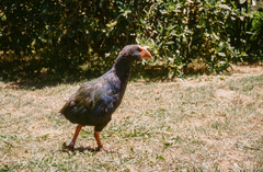 Porphyrio hochstetteri