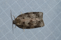 Choristoneura conflictana