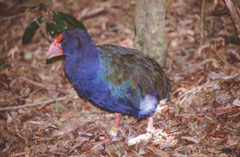 Porphyrio hochstetteri