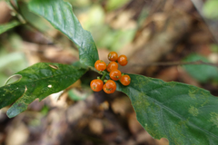 Palicourea racemosa