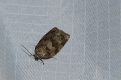 Choristoneura conflictana