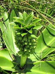 Eucomis autumnalis clavata