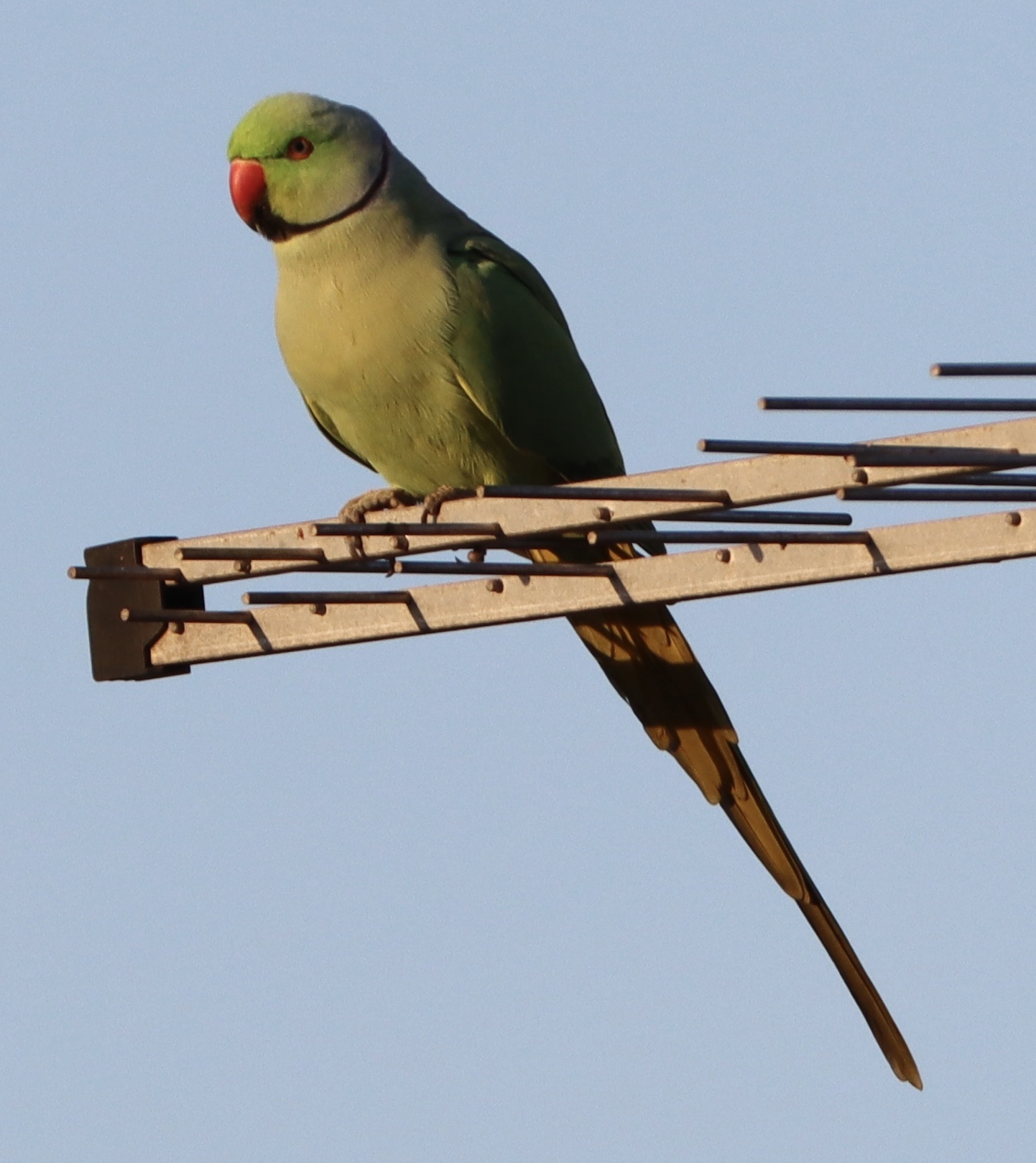 Rose-ringed parakeet Personality, Food & Care - Parrot way