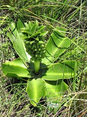 Eucomis autumnalis clavata