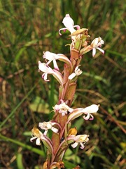 Satyrium longicauda