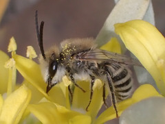 Colletes moricei