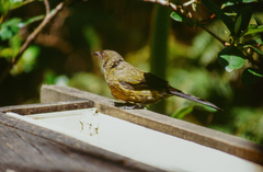 Anthornis melanura