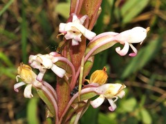 Satyrium longicauda