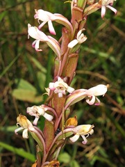 Satyrium longicauda