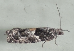 Epinotia nisella