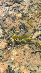 Ulvophyceae