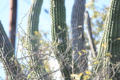 Polioptila