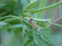 Helicoverpa armigera