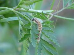 Helicoverpa armigera