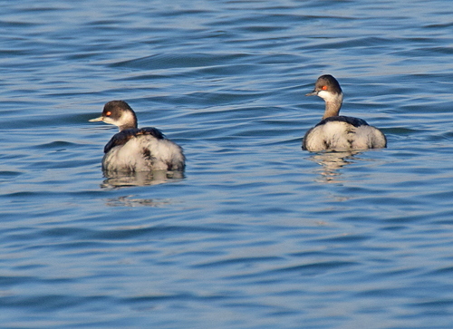 Zampullín cuellinegro (Podiceps nigricollis)