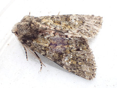 Polymixis lichenea