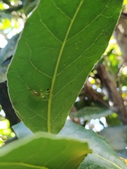 Lyssomanes pauper