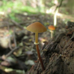 Conocybe filaris