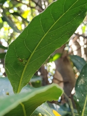 Lyssomanes pauper