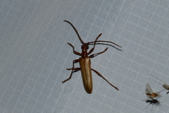 Centrodera decolorata