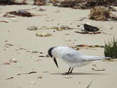Sternula nereis