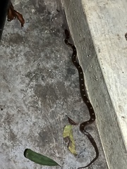 Lycodon anamallensis