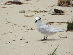 Sternula nereis