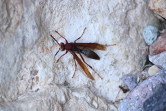 Polistes major