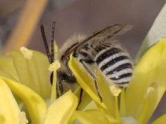 Colletes moricei