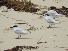 Sternula nereis