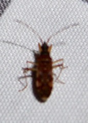 Ozophora picturata