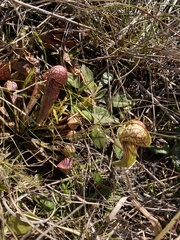 Sarracenia psittacina