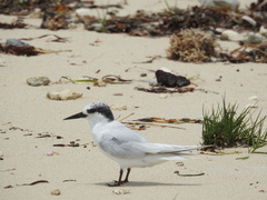Sternula nereis